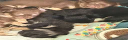 Chihuahua dogs for sale: Long haired chihuahua pups  in Rotherham - Advert 26