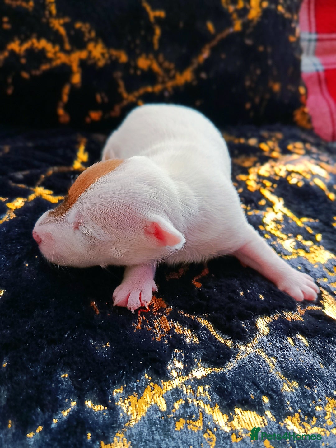 Jack Russell dogs for sale: 🤎🐶 Adorable Jack Russell Terrier Puppies✨ - Advert 21