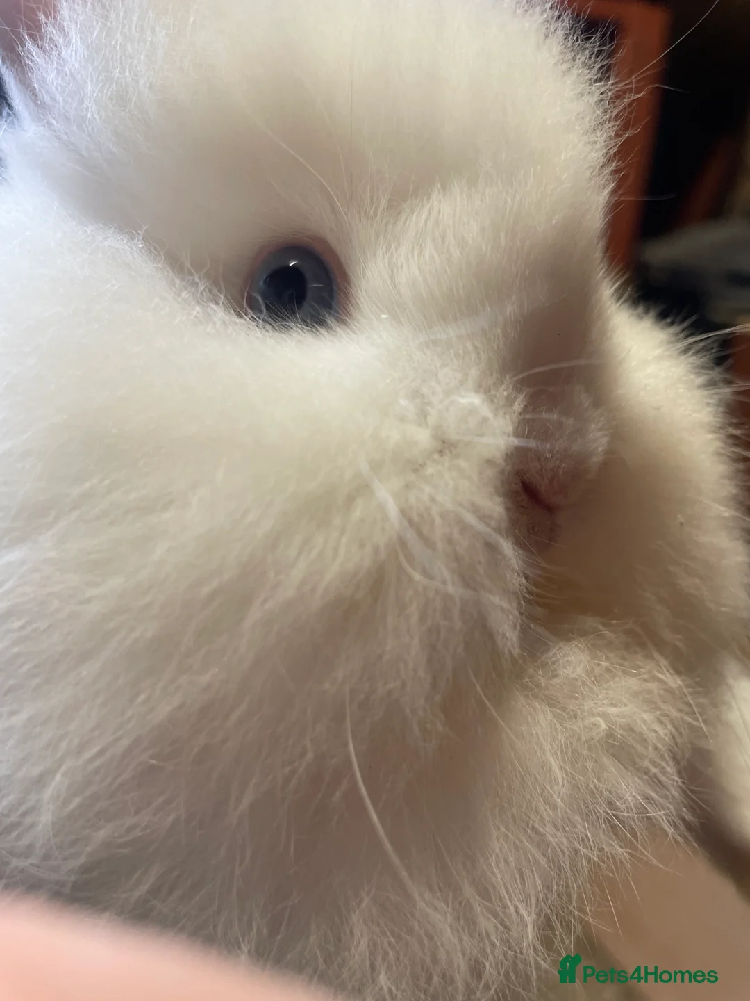 Lionhead rabbits for sale: Beautiful Lionhead Bunnies  - Advert 2