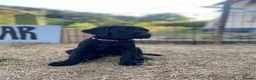 Mixed Breed dogs for sale: Black Labrador puppies - Devon - Advert 4