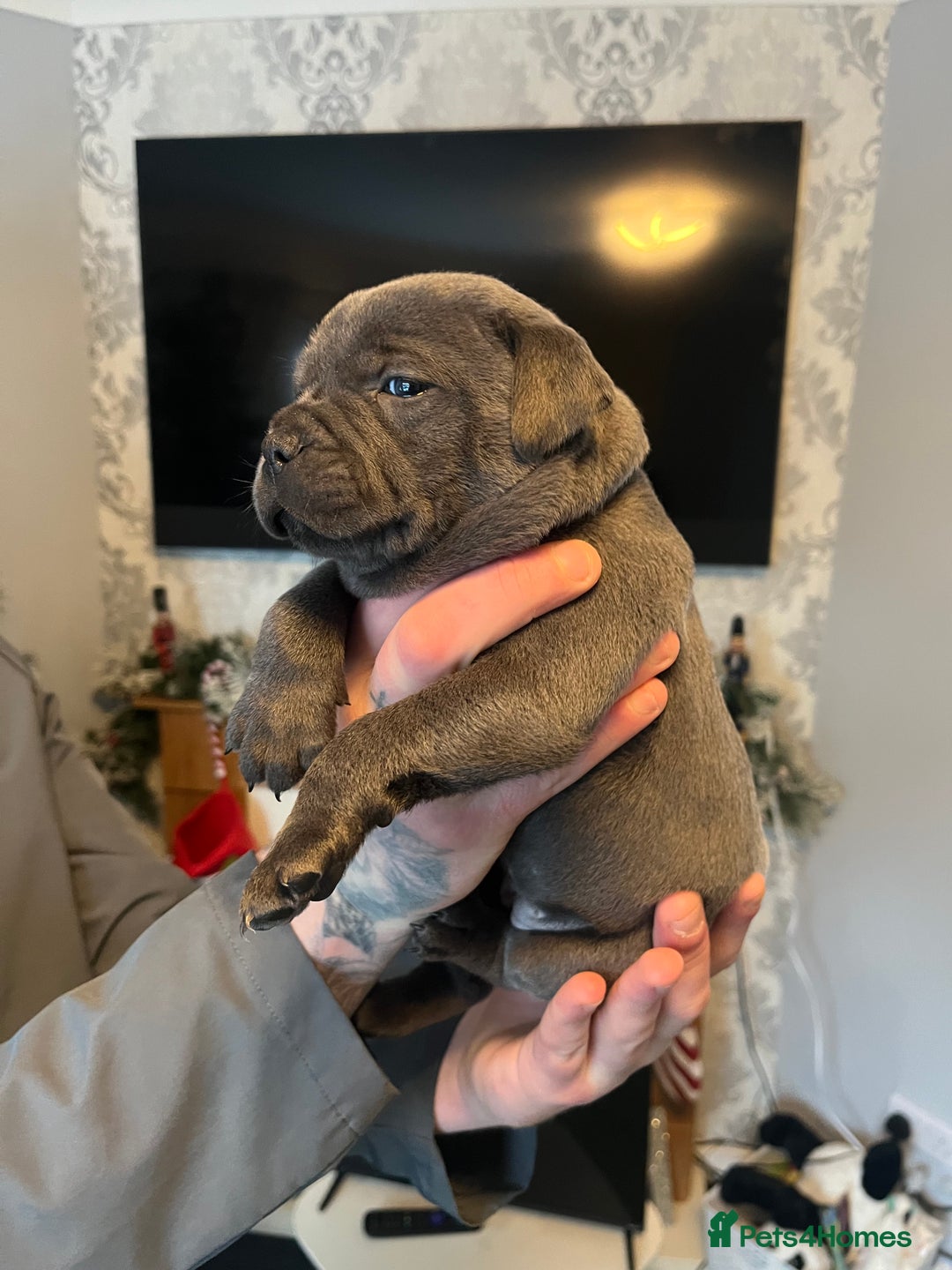 Staffordshire Bull Terrier dogs for sale: Blue Staffordshire bull terrier puppies  - Advert 6
