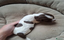 English Springer Spaniel dogs for sale: English springer spaniel pups - Image 18