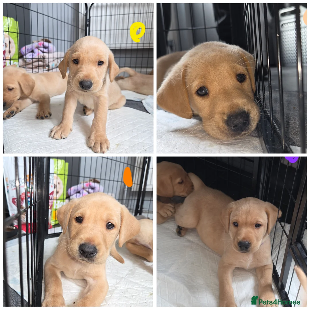 Labrador Retriever dogs for sale: KC Labrador pups 4 boys ready friday - Advert 1