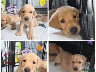 Labrador Retriever dogs KC reg yellow labrador pups 4 boys remaining - Advert 7