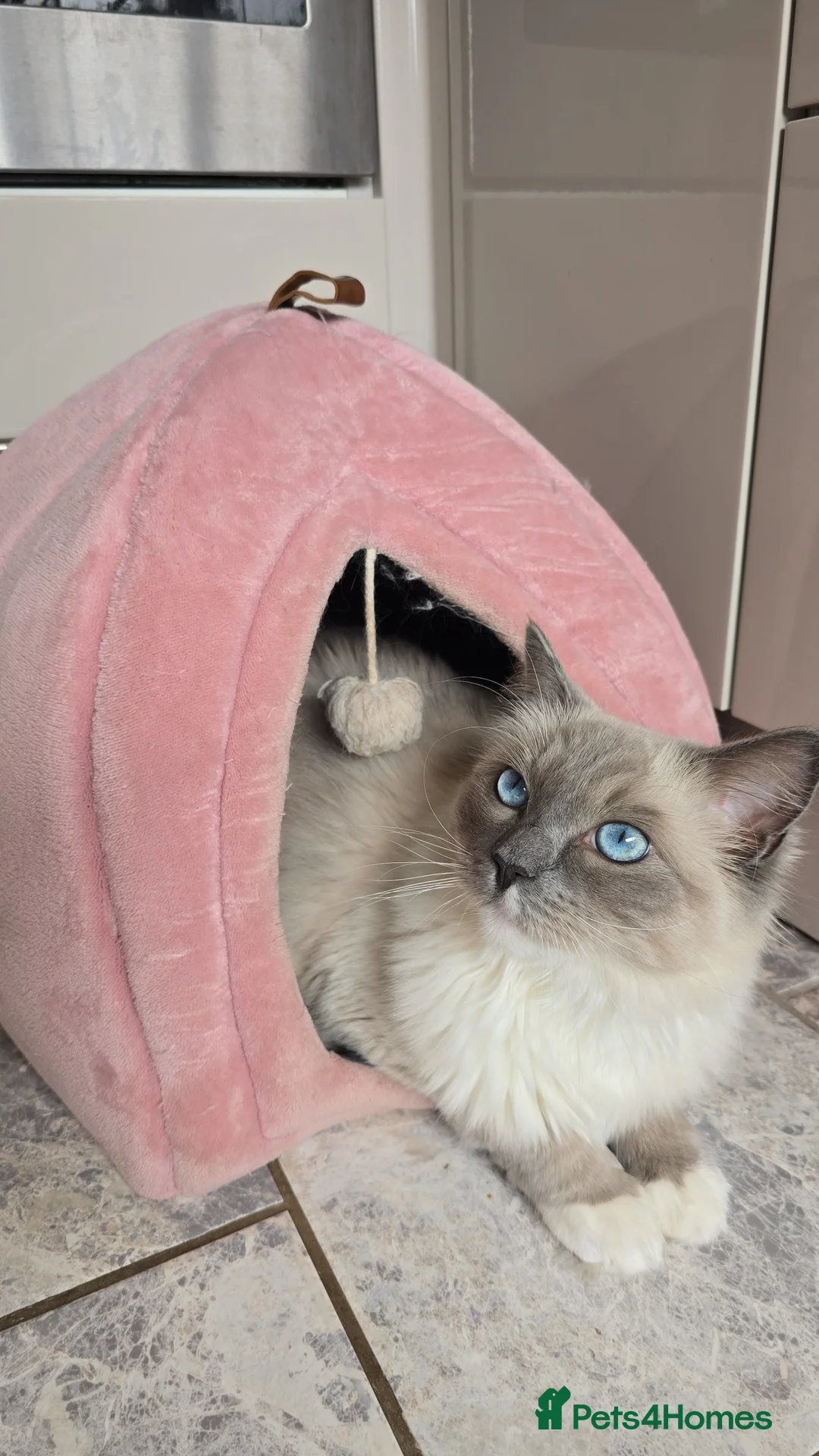 Ragdoll cats for sale: Beautiful ragdoll boy 1 year old - Advert 1