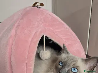 Ragdoll cats Beautiful ragdoll boy 1 year old - Advert 12