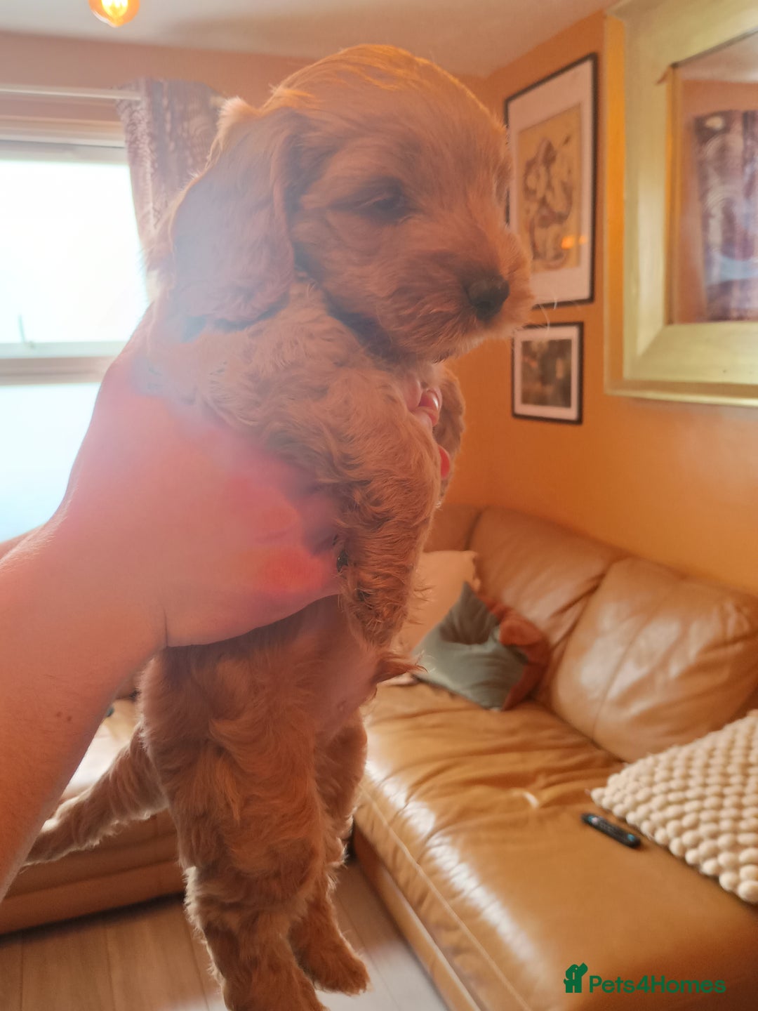 Cockapoo dogs for sale: Beautiful Cockapoo Pups  - Image 16