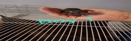 Rat rodents for sale: Baby Dumbo rats male and female  - Advert 7