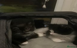 Mixed Breed cats for sale: Adorable Tuxedo Kittens Mixed with Longhair  - Image 7