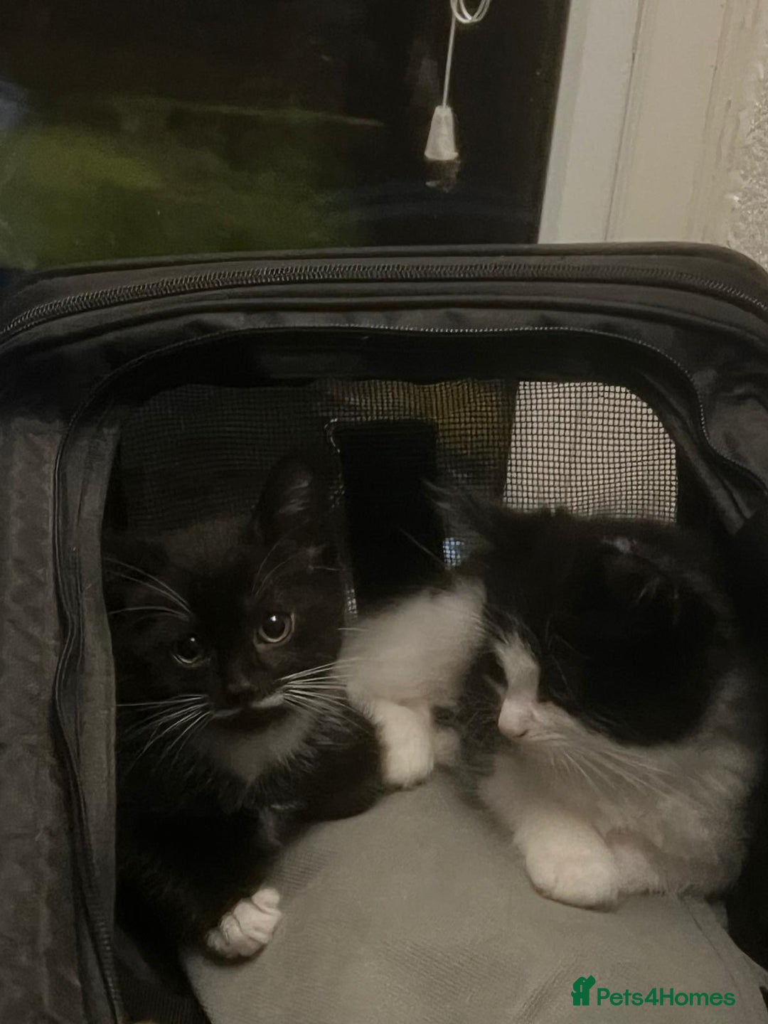 Mixed Breed cats for sale: Adorable Tuxedo Kittens Mixed with Longhair  - Image 7