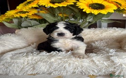 Saint Bernard dogs for sale: F1 st doodles puppies for sale - Image 32