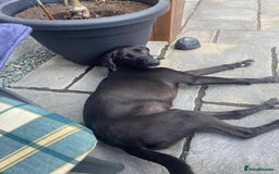 Mixed Breed dogs for adoption: LOLA -affectionate girl/ friendly/loving/happy - Image 11