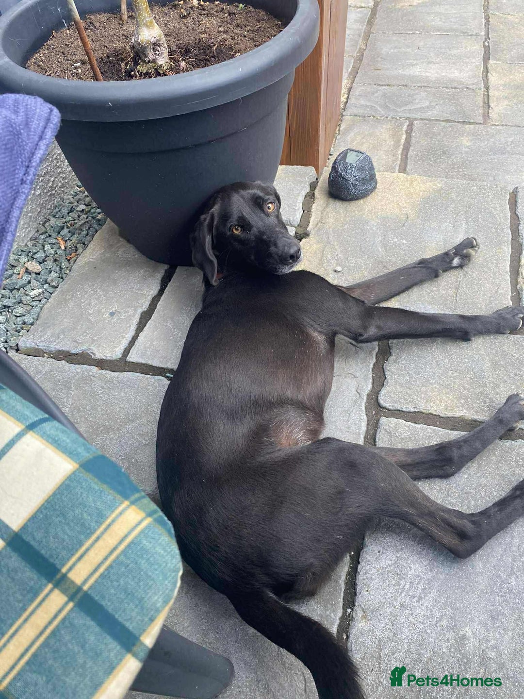 Mixed Breed dogs for adoption: LOLA -affectionate girl/ friendly/loving/happy - Image 11