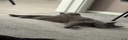 British Shorthair cats for sale: Reluctant Rehoming 💔 - Advert 10