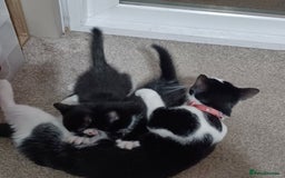 British Shorthair cats for sale: 2 kittens for sale male and female - Image 3