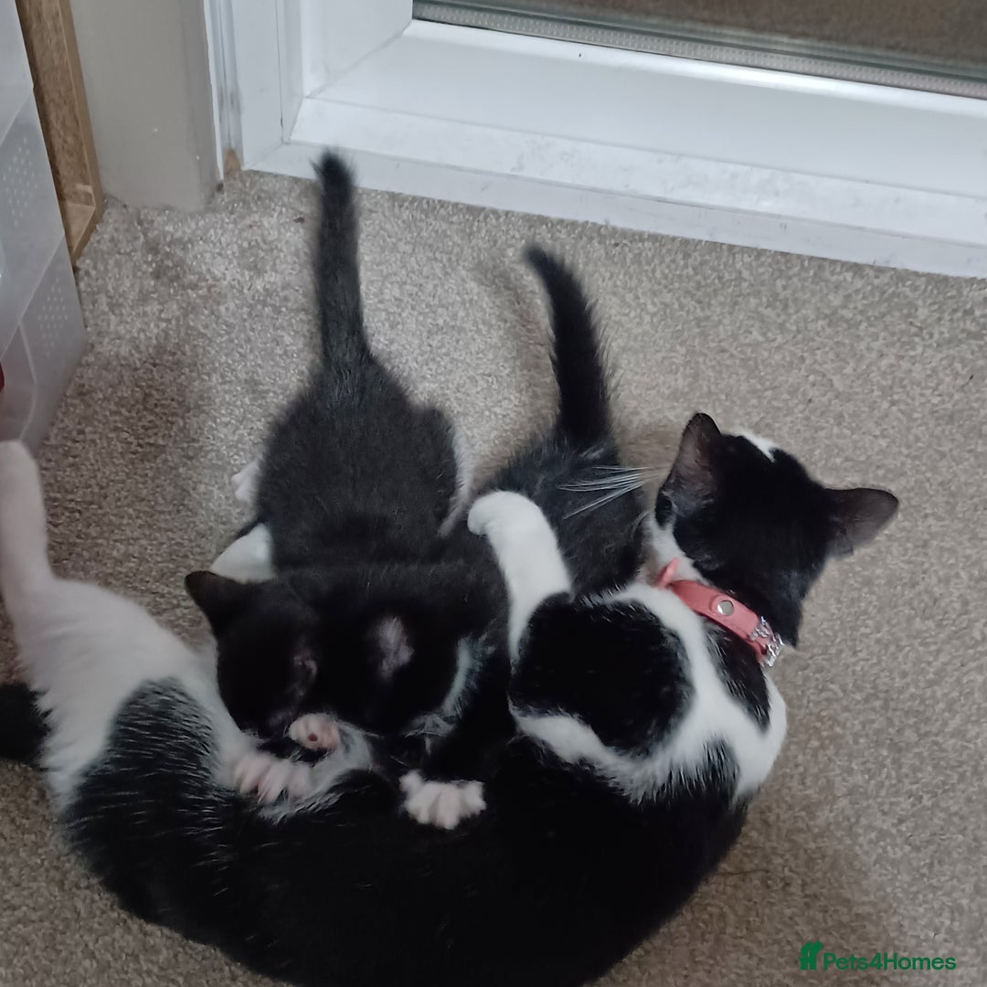 British Shorthair cats for sale: 2 kittens for sale male and female - Image 3