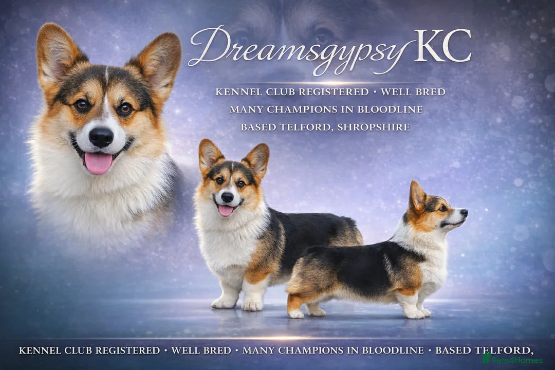 Welsh Corgi Pembroke dogs for stud:  Welsh Pembroke Corgi Boy Available for Stud  - Advert 1