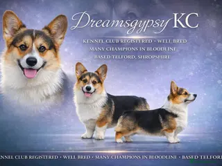Welsh Corgi Pembroke dogs Welsh Pembroke Corgi Boy Available for Stud - Advert 2