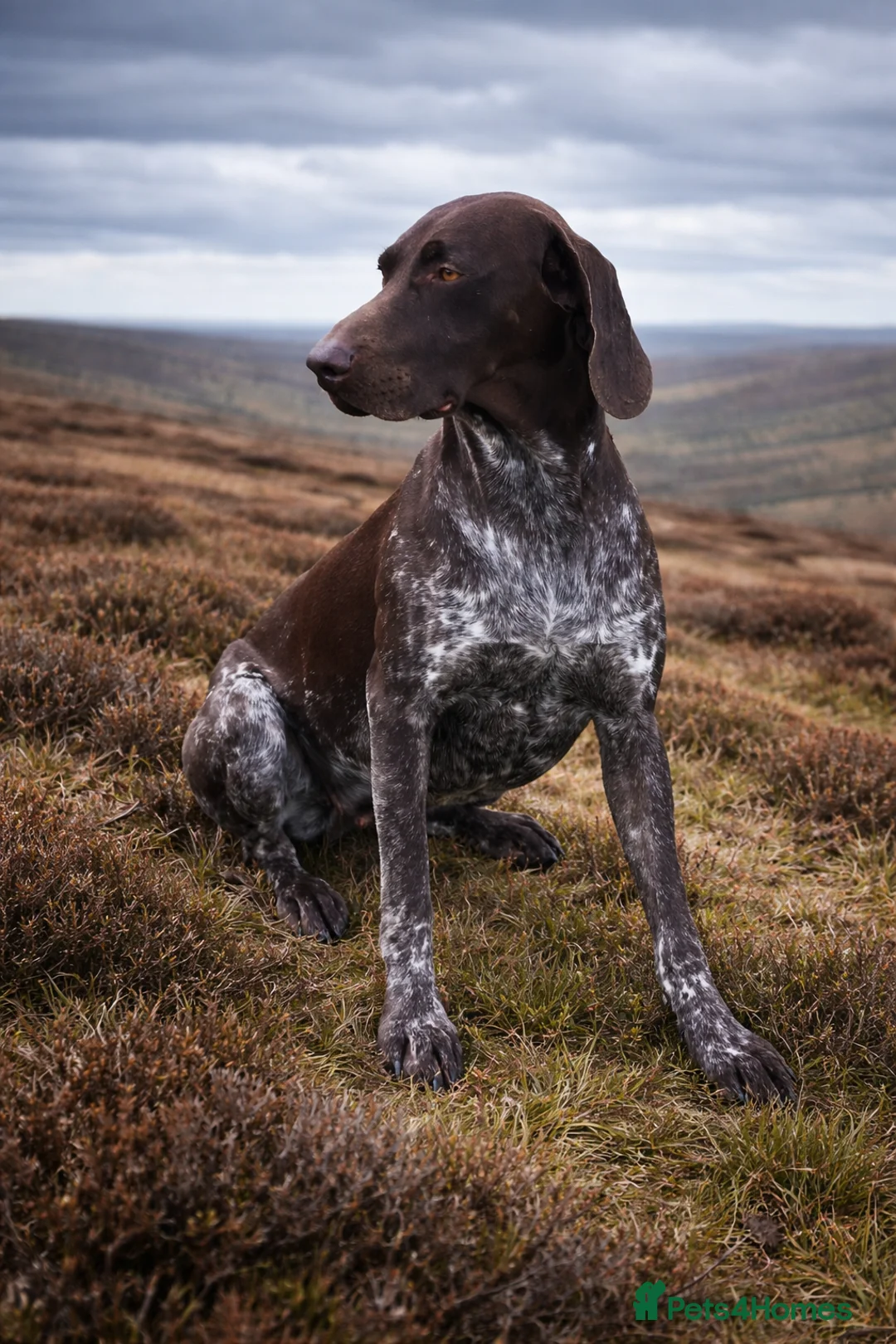 German Shorthaired Pointer dogs for sale: 🐾PENDING LITTER of KC German Shorthaired Pointers - Advert 1