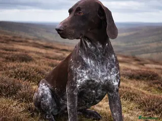 German Shorthaired Pointer dogs PENDING LITTER of German Shorthaired Pointers - Advert 8