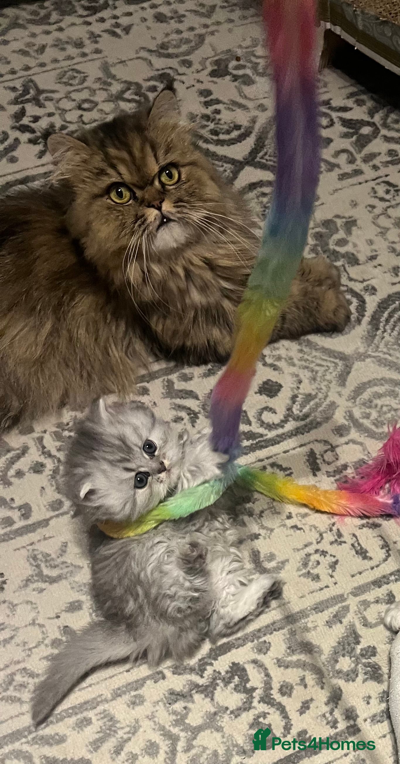 Persian cats Pure Persian kittens for sale  - Advert 1