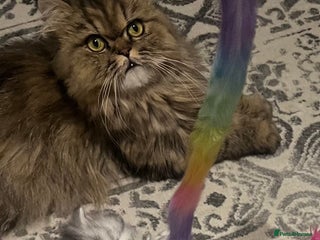 Persian cats Pure Persian kittens for sale - Advert 2