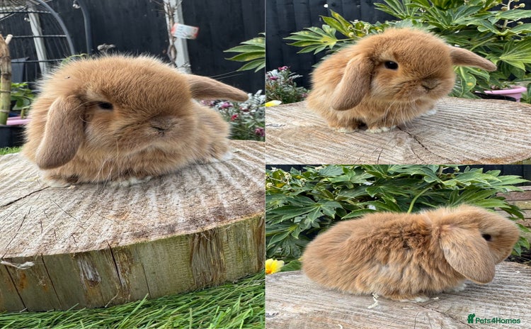 Mini Lop rabbits - Advert 3