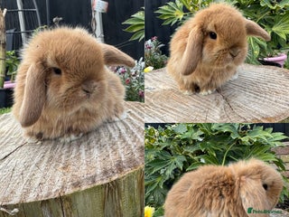 Mini Lop rabbits - Advert 30