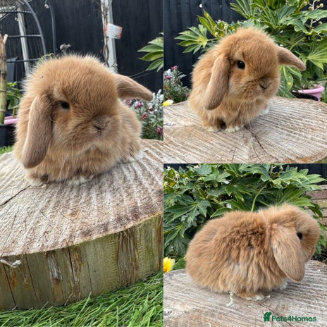 Mini Lop rabbits - Advert 2