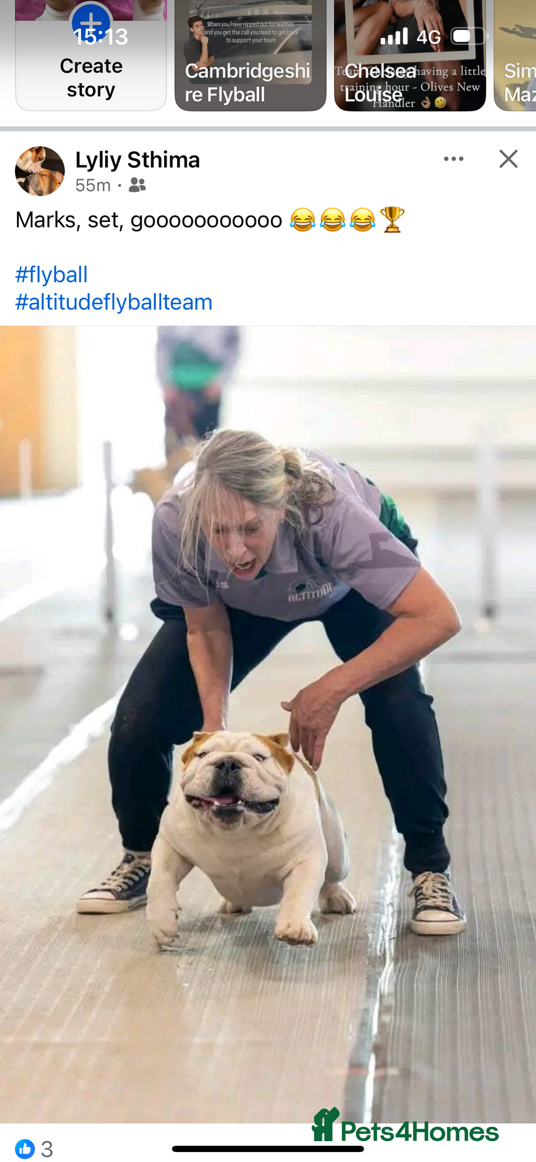 English Bulldog dogs for stud: Available for stud to approved bitches - Image 6