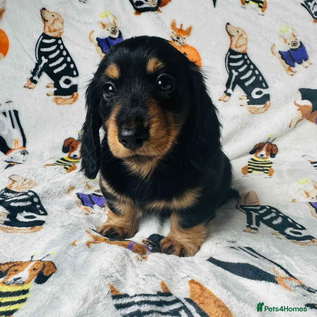 Miniature Dachshund dogs for sale: Ready NOW Stunning KC long haired mini dachshund  - Advert 5
