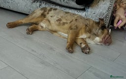English Bulldog dogs for stud: Chocolate Merle beauty in Stafford - Image 4
