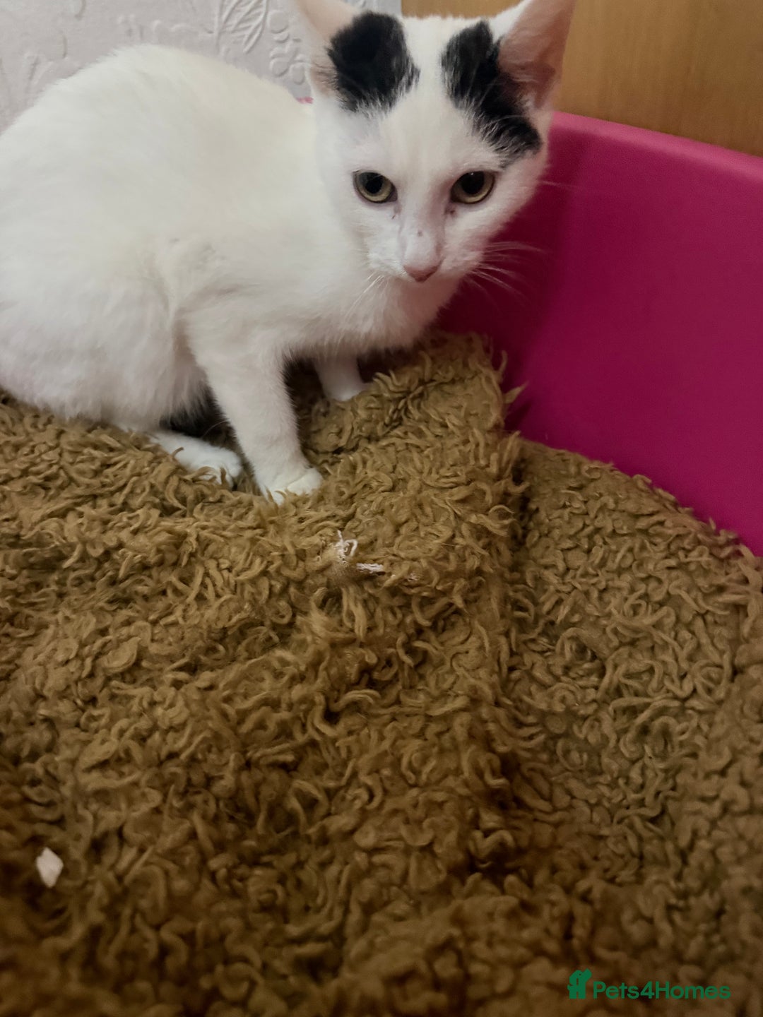 Japanese Bobtail cats for sale: Oreo for sale  - Image 4