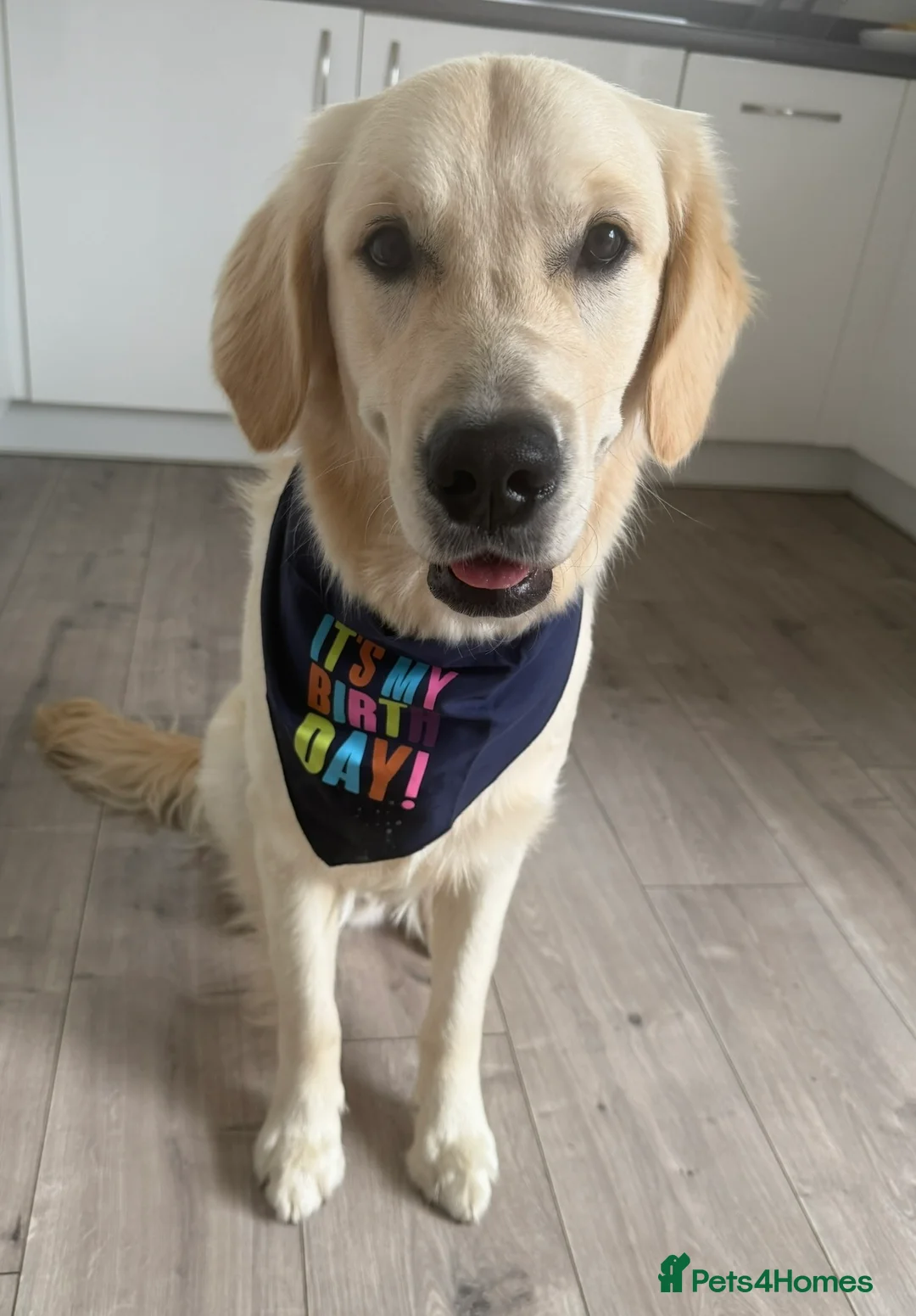 Golden Retriever dogs for sale: Meet Rex - Advert 2