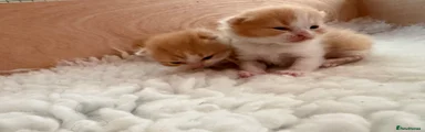 Red & White Male