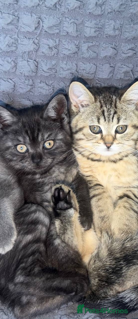 Scottish Fold cats REDUCED❤️Tabby cat😘Luxury Scottish (last 2 girls) - Advert 2