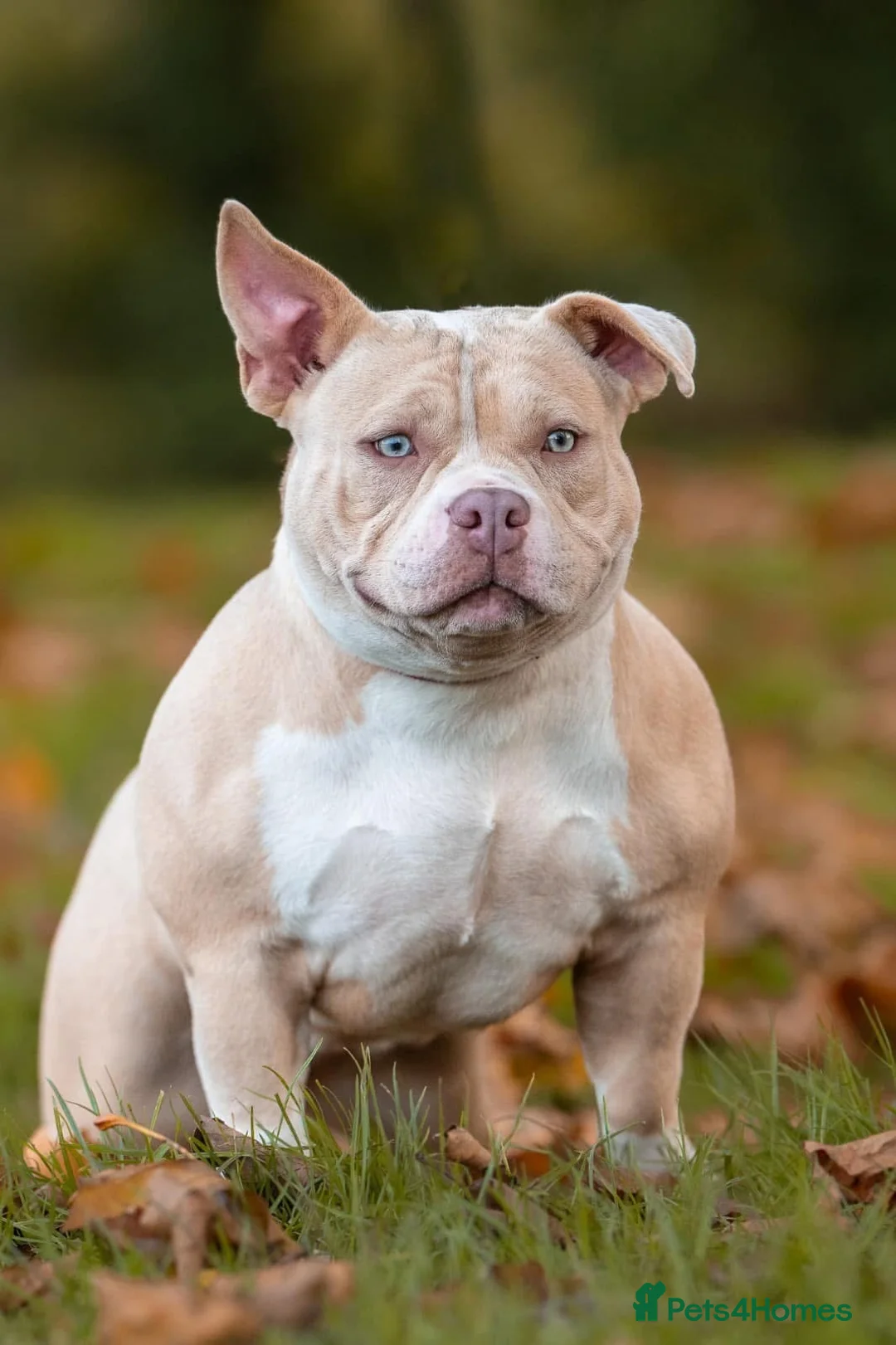 American Bully dogs for sale: Ch G Unit x Pretty Girl  in Coventry - Advert 1