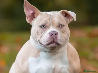 American Bully dogs Ch G Unit x Pretty Girl - Advert 2