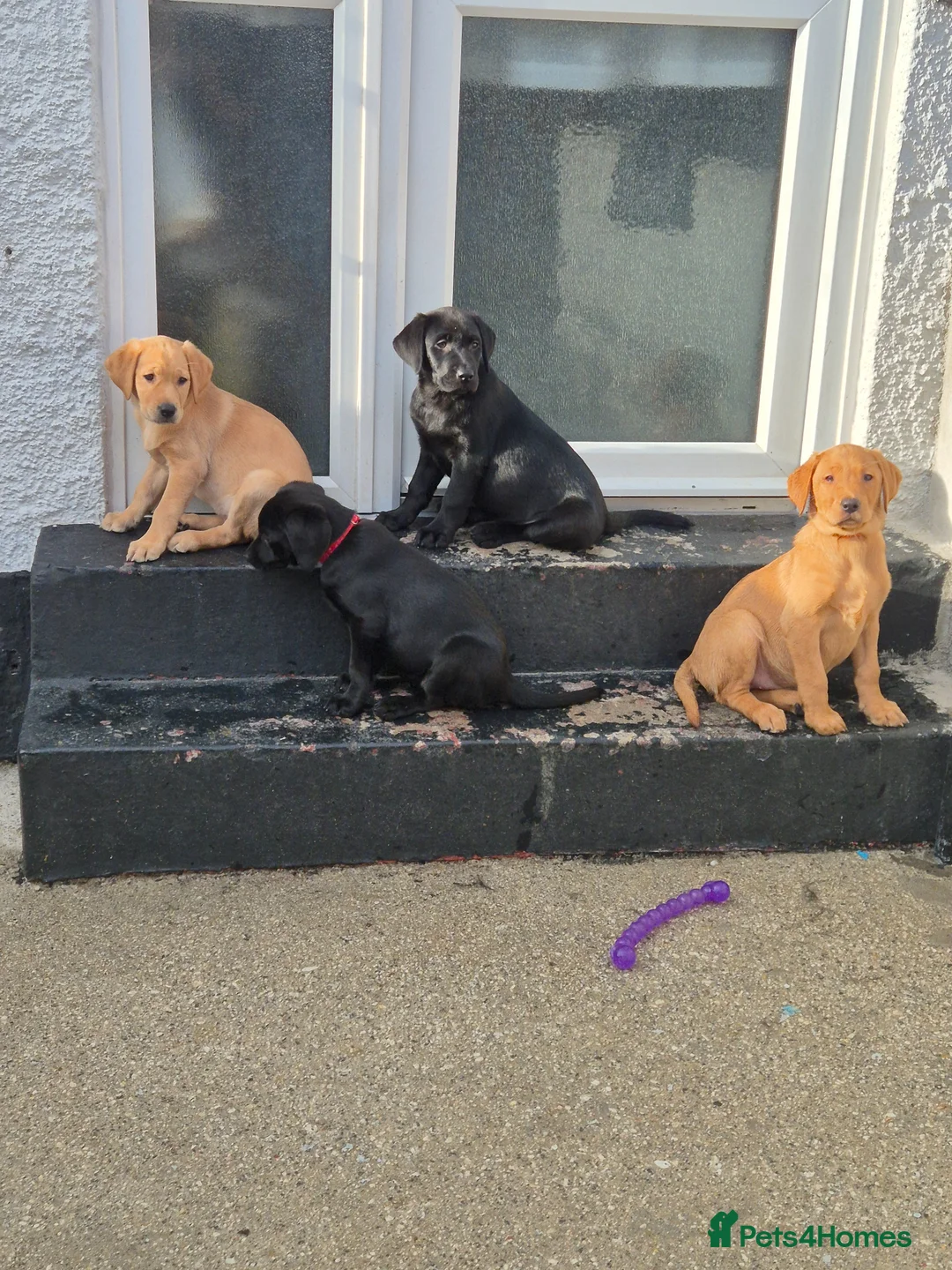 Labrador Retriever dogs for sale: Labrodor retriever kc REDUCE GIRL NEED A HOME NOW  - Advert 2