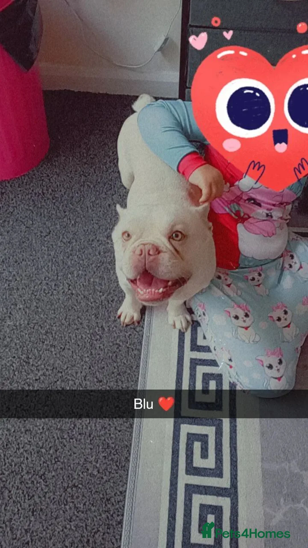 French Bulldog dogs for sale: French bulldog boy  in Wolverhampton - Advert 1