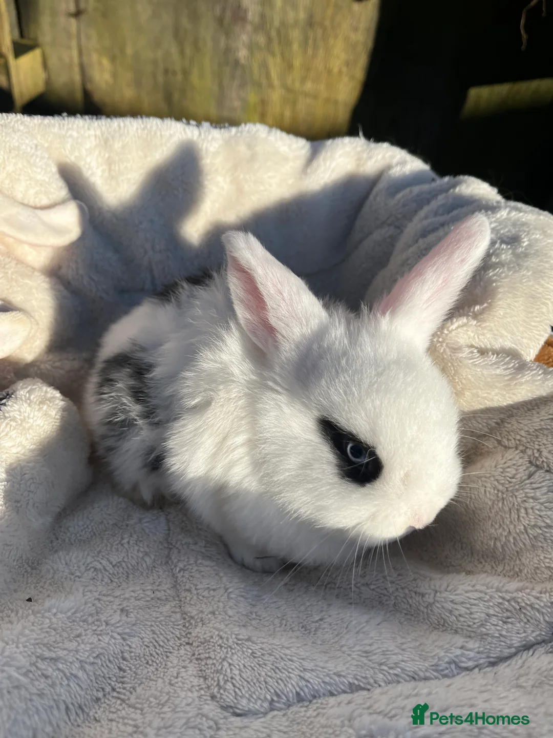 Mini Lop rabbits for sale: Gorgeous mini lops  - Advert 14