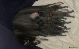 French Bulldog dogs for sale: Beautiful French Bulldogs  - Image 9