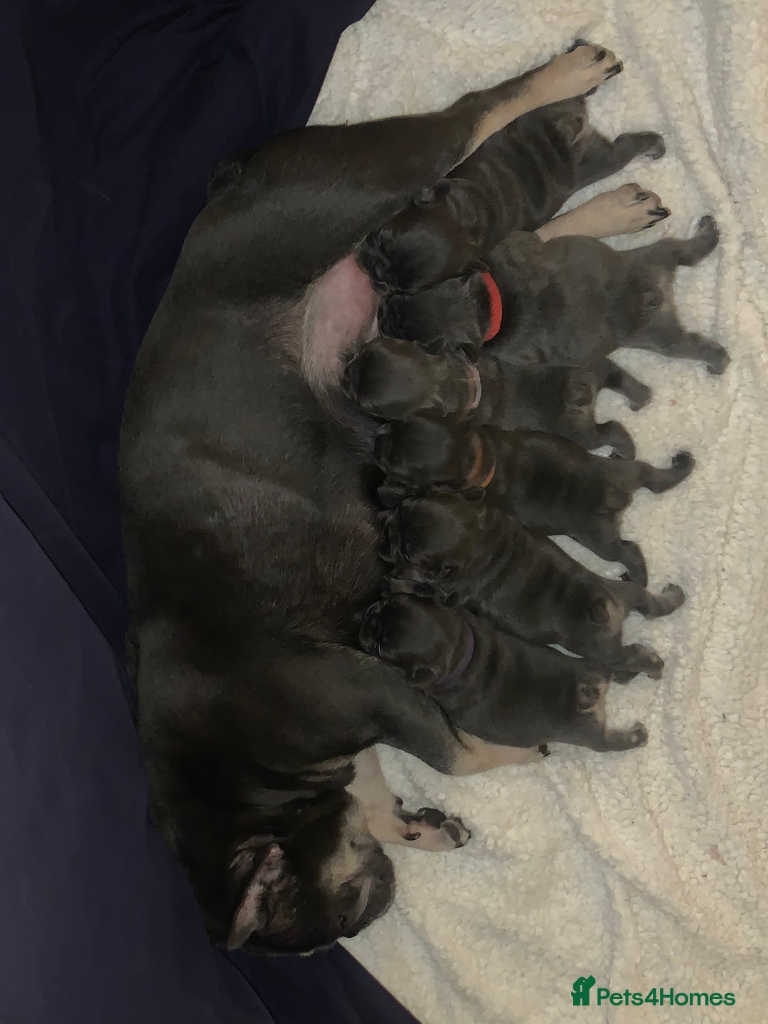 French Bulldog dogs for sale: Beautiful French Bulldogs  - Image 9