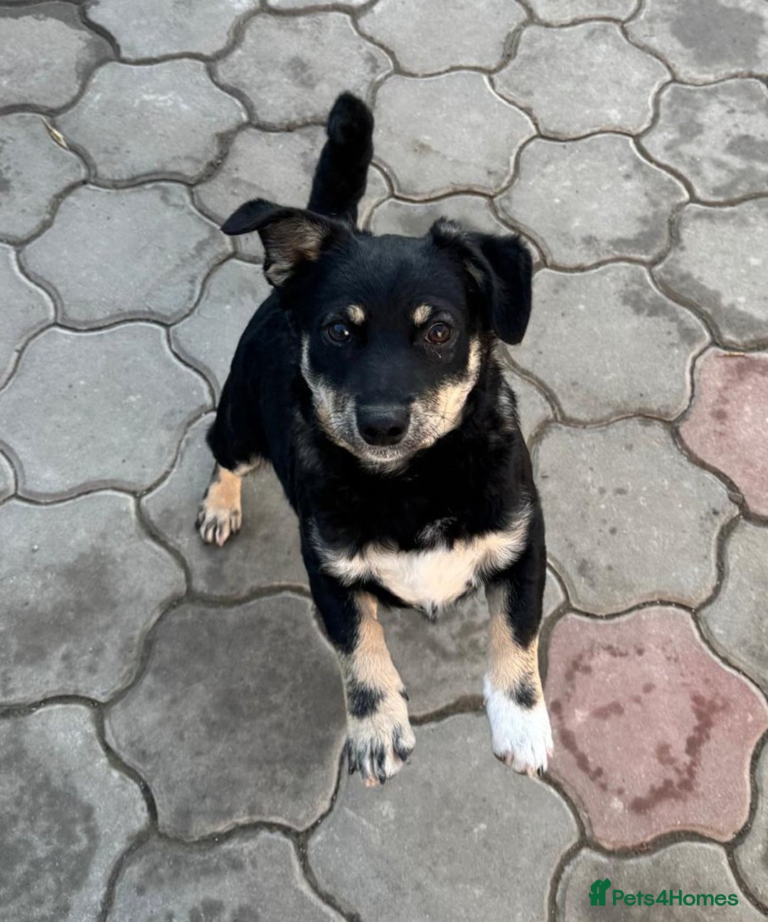 Mixed Breed dogs for adoption: OBI - a Lovely little young boy for a Loving Home - Advert 6