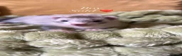 Ferret rodents for sale: Beautiful Baby Ferrets for Sale ❤️ - Advert 6