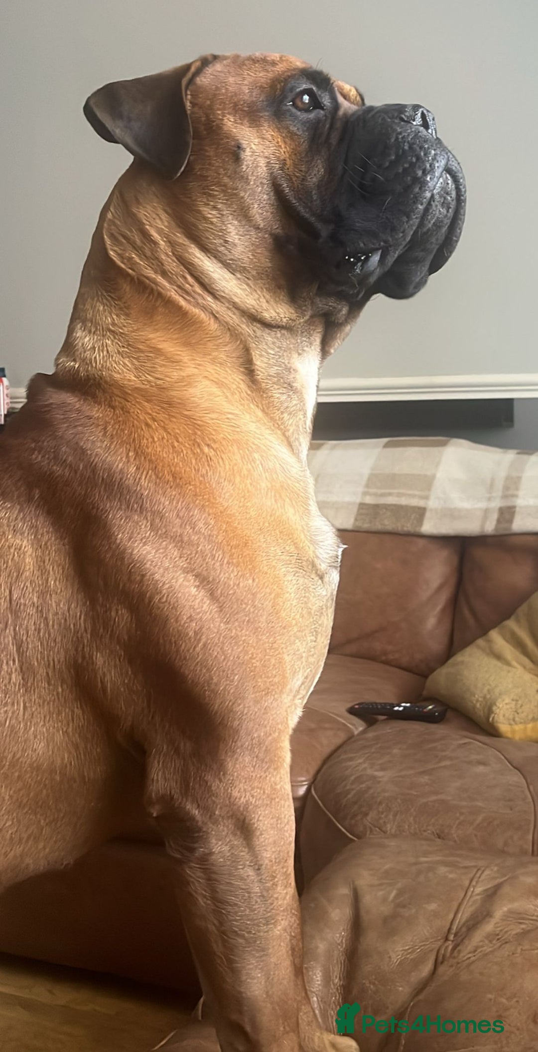 Bullmastiff dogs for sale: Bullmastiff Male for adoption - Advert 6