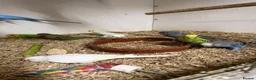 Budgerigars birds for sale: Bf, split bf, cockatiel, normals and canary - Advert 10