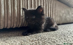 Mixed Breed cats for sale: 4 boy kittens left - Image 5