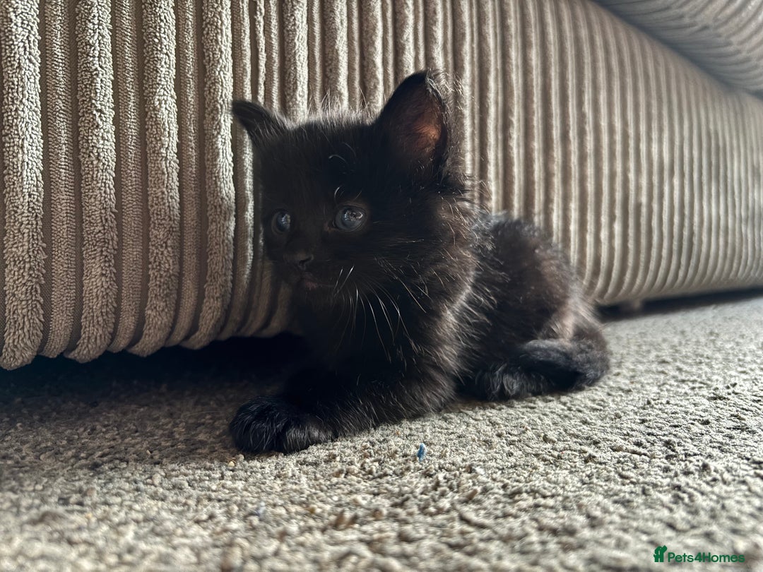 Mixed Breed cats for sale: 4 boy kittens left - Image 5