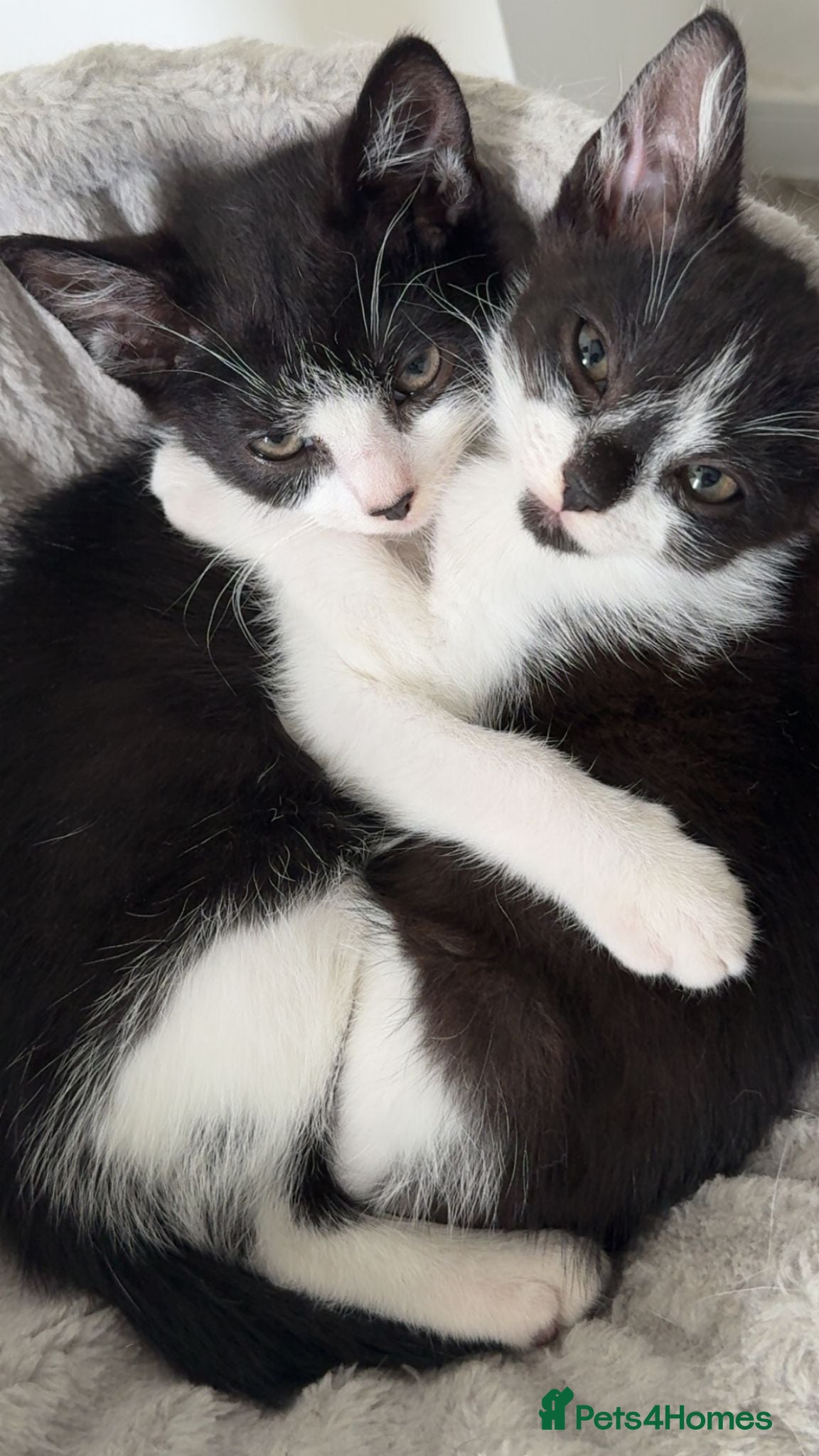 Mixed Breed cats Twin Tuxedo Kittens Ready for Loving Homes ❤️ - Advert 1